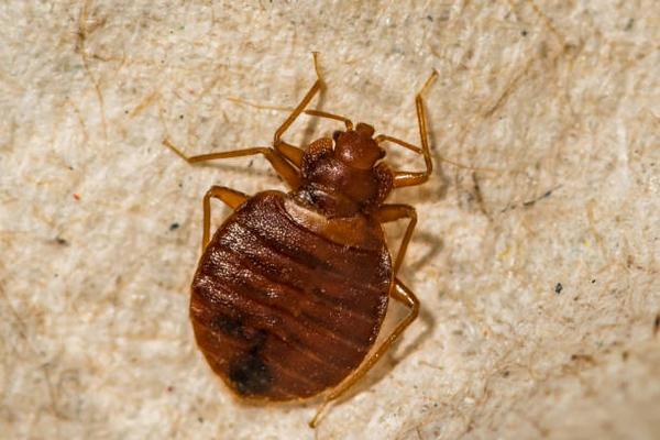 Bed Bugs and Your Health: Exploring the Physical and Psychological Effects